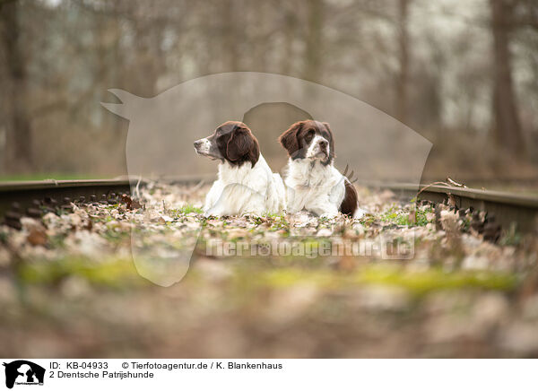 2 Drentsche Patrijshunde / 2 Dutch Partridge Dogs / KB-04933