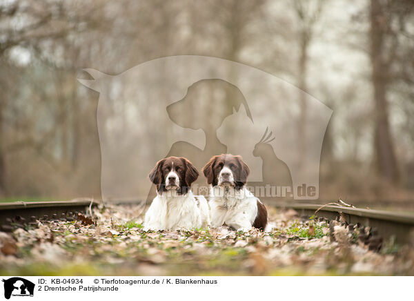 2 Drentsche Patrijshunde / 2 Dutch Partridge Dogs / KB-04934