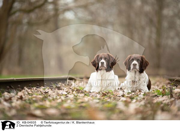 2 Drentsche Patrijshunde / 2 Dutch Partridge Dogs / KB-04935