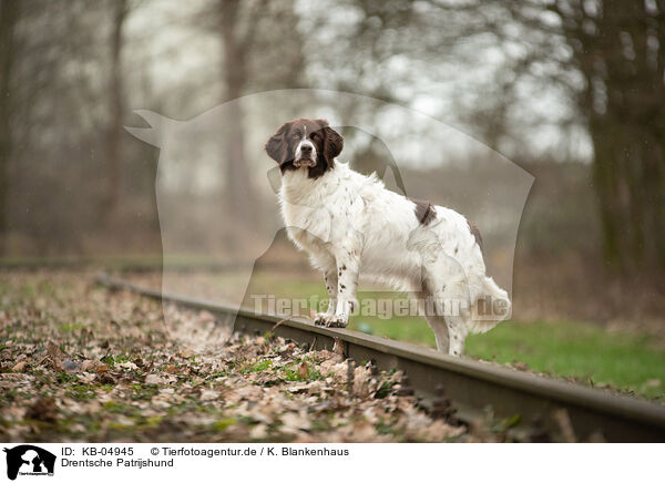 Drentsche Patrijshund / Dutch Partridge Dog / KB-04945