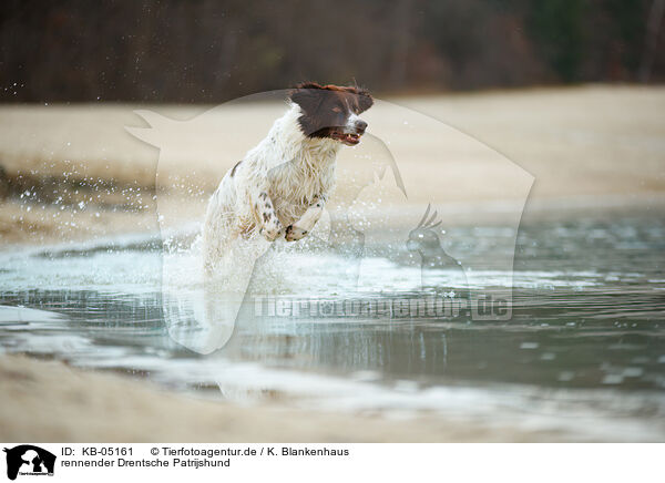 rennender Drentsche Patrijshund / running Dutch partridge dog / KB-05161