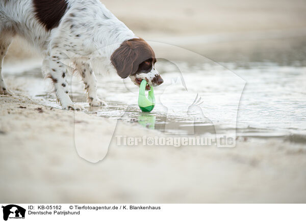 Drentsche Patrijshund / Dutch partridge dog / KB-05162