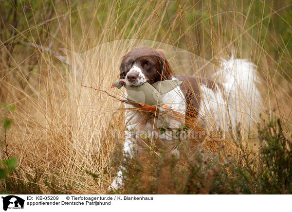 apportierender Drentsche Patrijshund / retrieving Dutch partridge dog / KB-05209