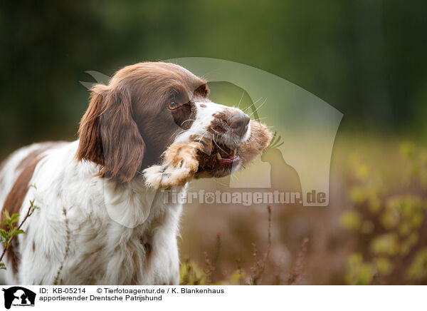 apportierender Drentsche Patrijshund / retrieving Dutch partridge dog / KB-05214