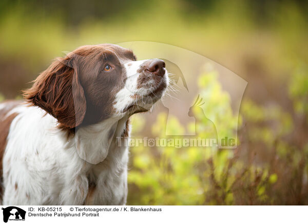 Drentsche Patrijshund Portrait / Dutch partridge dog portrait / KB-05215