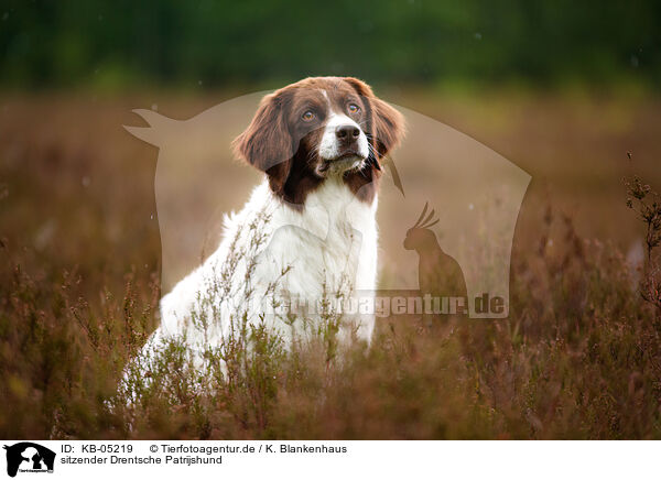 sitzender Drentsche Patrijshund / sitting Dutch partridge dog / KB-05219