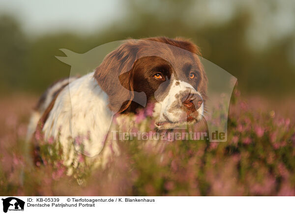 Drentsche Patrijshund Portrait / Dutch partridge dog portrait / KB-05339