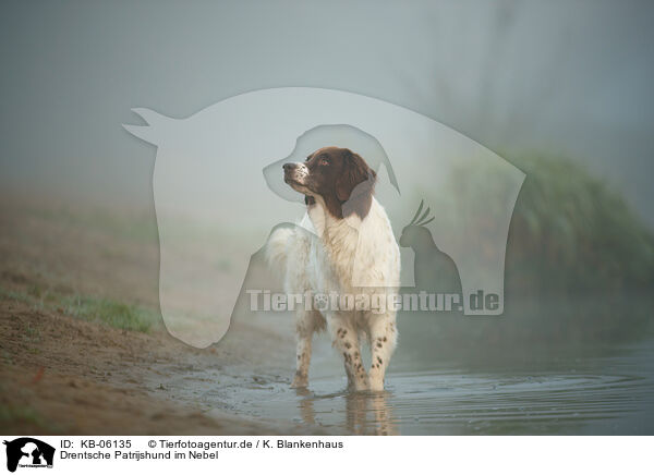 Drentsche Patrijshund im Nebel / Dutch partridge dog in the fog / KB-06135