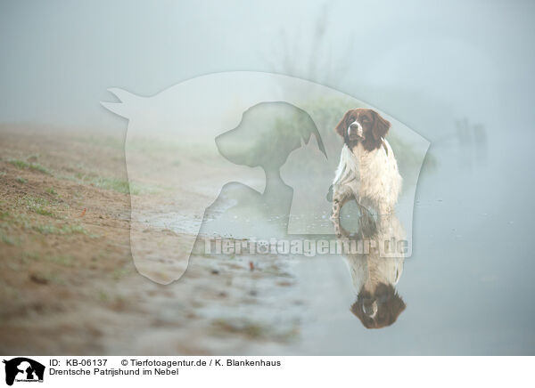 Drentsche Patrijshund im Nebel / Dutch partridge dog in the fog / KB-06137