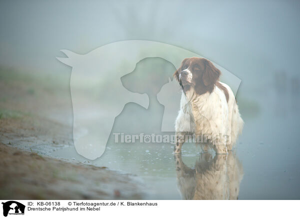 Drentsche Patrijshund im Nebel / Dutch partridge dog in the fog / KB-06138