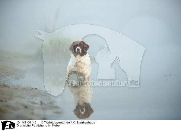 Drentsche Patrijshund im Nebel / Dutch partridge dog in the fog / KB-06146