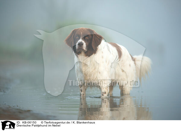 Drentsche Patrijshund im Nebel / Dutch partridge dog in the fog / KB-06150