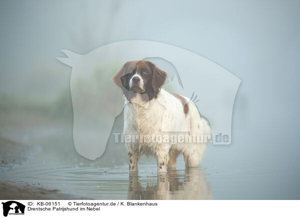 Drentsche Patrijshund im Nebel / Dutch partridge dog in the fog / KB-06151