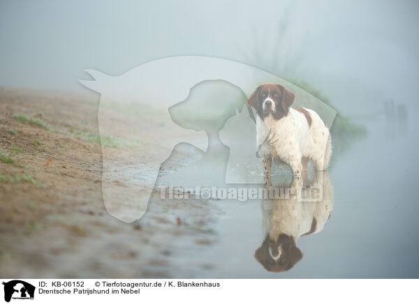 Drentsche Patrijshund im Nebel / Dutch partridge dog in the fog / KB-06152