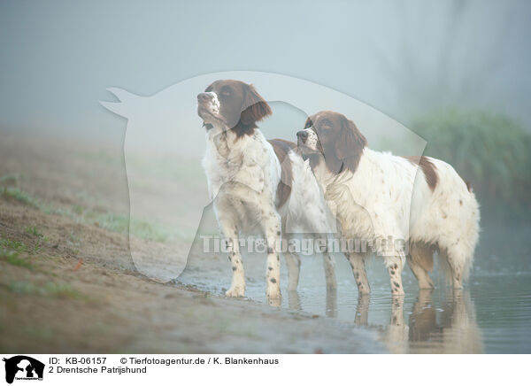 2 Drentsche Patrijshund / 2 Dutch partridge dogs / KB-06157