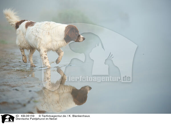Drentsche Patrijshund im Nebel / Dutch partridge dog in the fog / KB-06159