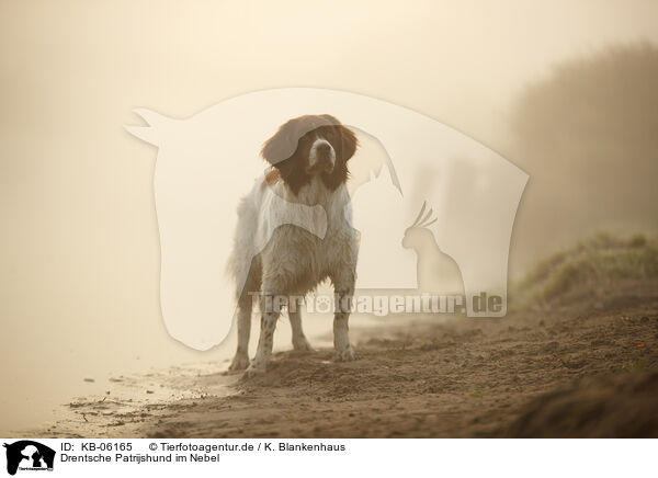 Drentsche Patrijshund im Nebel / Dutch partridge dog in the fog / KB-06165