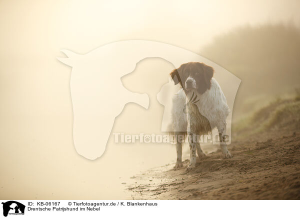 Drentsche Patrijshund im Nebel / Dutch partridge dog in the fog / KB-06167