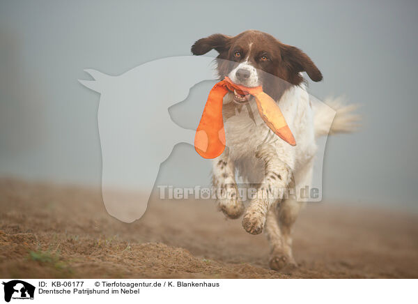 Drentsche Patrijshund im Nebel / Dutch partridge dog in the fog / KB-06177