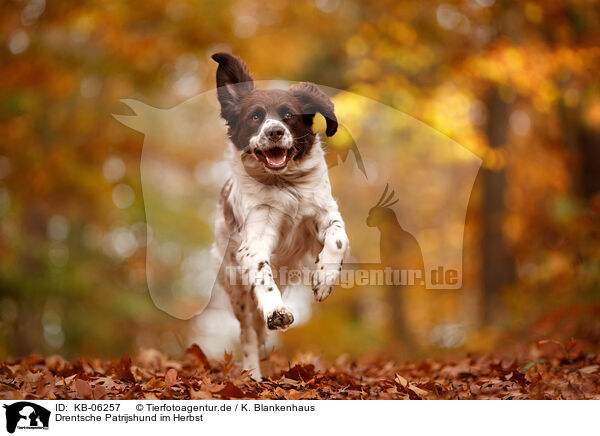 Drentsche Patrijshund im Herbst / Dutch partridge dog in autumn / KB-06257