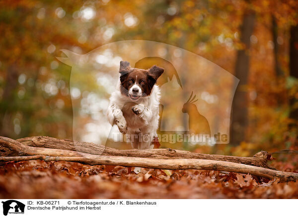 Drentsche Patrijshund im Herbst / Dutch partridge dog in autumn / KB-06271