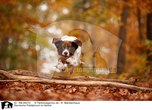 Drentsche Patrijshund im Herbst / Dutch partridge dog in autumn / KB-06272