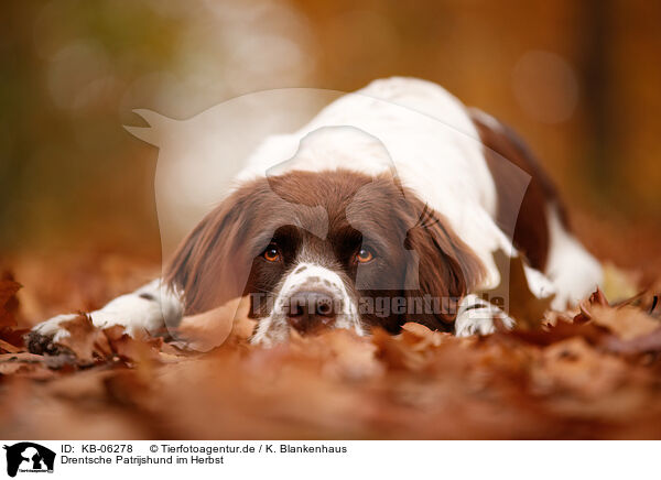 Drentsche Patrijshund im Herbst / Dutch partridge dog in autumn / KB-06278