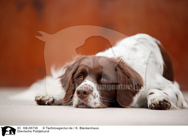 Drentsche Patrijshund / Dutch Partridge Dog / KB-06736