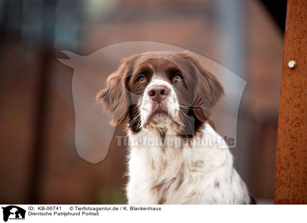 Drentsche Patrijshund Portrait / Dutch Partridge Dog Portrait / KB-06741