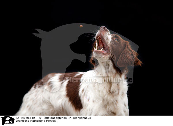 Drentsche Patrijshund Portrait / Dutch Partridge Dog Portrait / KB-06749
