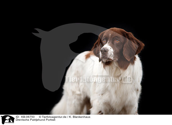 Drentsche Patrijshund Portrait / Dutch Partridge Dog Portrait / KB-06750