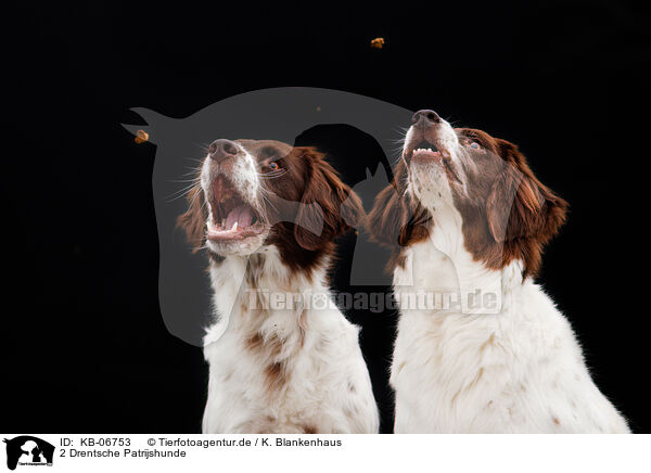 2 Drentsche Patrijshunde / 2 Dutch Partridge Dogs / KB-06753
