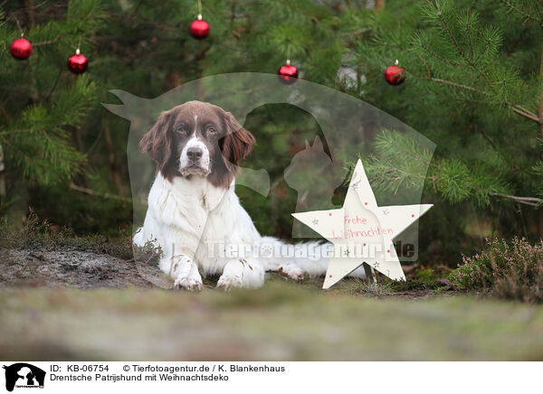 Drentsche Patrijshund mit Weihnachtsdeko / Dutch Partridge Dog with christmas decoration / KB-06754