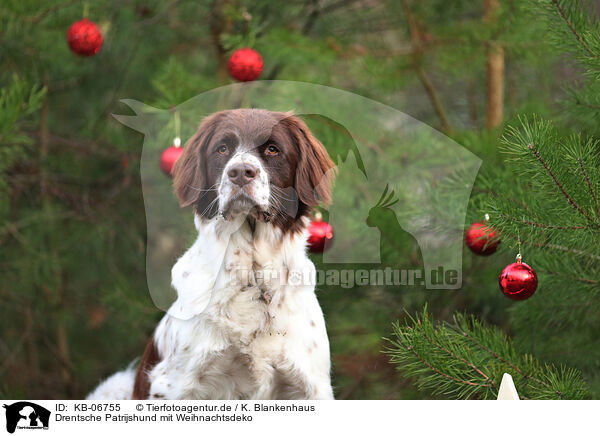 Drentsche Patrijshund mit Weihnachtsdeko / Dutch Partridge Dog with christmas decoration / KB-06755