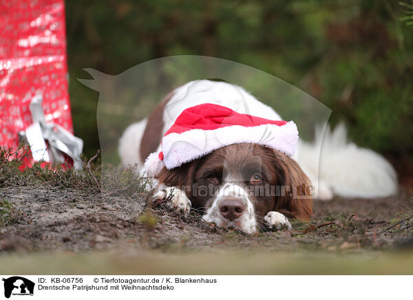 Drentsche Patrijshund mit Weihnachtsdeko / Dutch Partridge Dog with christmas decoration / KB-06756