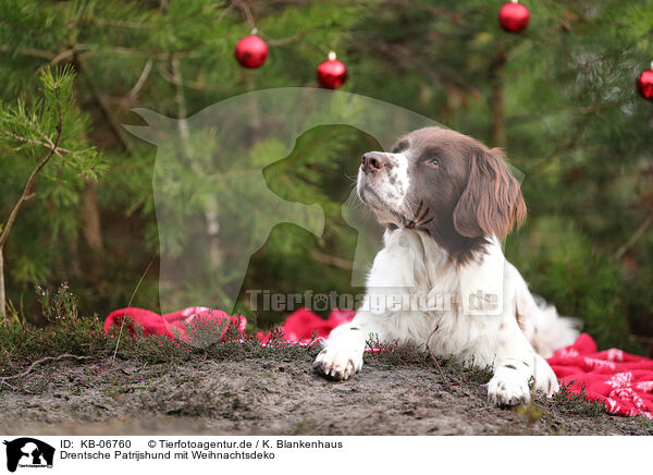 Drentsche Patrijshund mit Weihnachtsdeko / Dutch Partridge Dog with christmas decoration / KB-06760