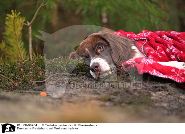 Drentsche Patrijshund mit Weihnachtsdeko / Dutch Partridge Dog with christmas decoration / KB-06764