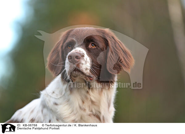 Drentsche Patrijshund Portrait / Dutch Partridge Dog Portrait / KB-06768