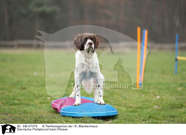 Drentsche Patrijshund beim Fitness / Dutch Partridge Dog at Fitness / KB-07079