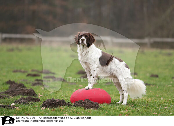 Drentsche Patrijshund beim Fitness / Dutch Partridge Dog at Fitness / KB-07080