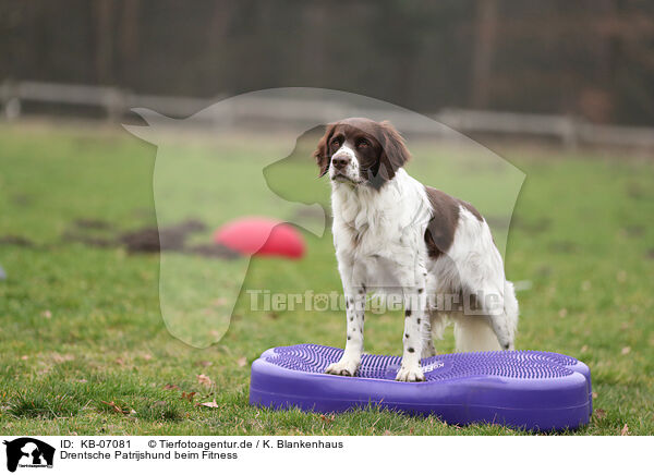 Drentsche Patrijshund beim Fitness / Dutch Partridge Dog at Fitness / KB-07081