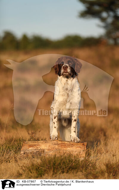 ausgewachsener Drentsche Patrijshund / adult Dutch Partridge Dog / KB-07867