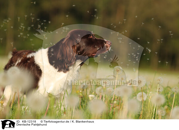 Drentsche Patrijshund / Drentsche Patrijshund / KB-12318