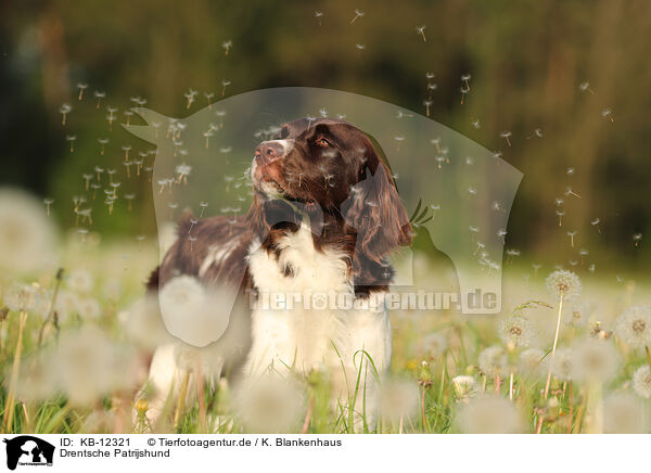 Drentsche Patrijshund / Drentsche Patrijshund / KB-12321