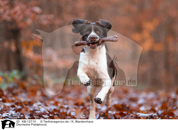 Drentsche Patrijshond / Dutch partridge dog / KB-12710