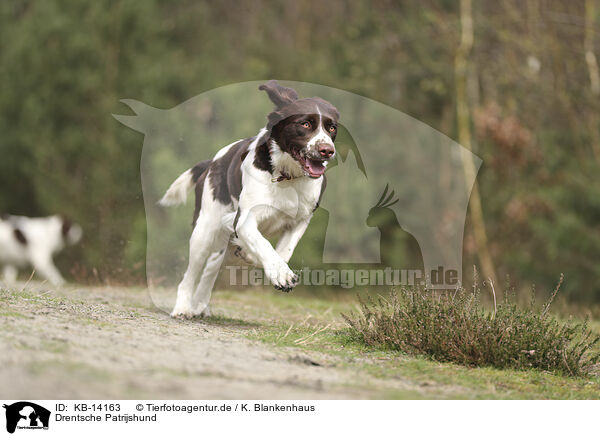 Drentsche Patrijshund / Dutch Partridge Dog / KB-14163