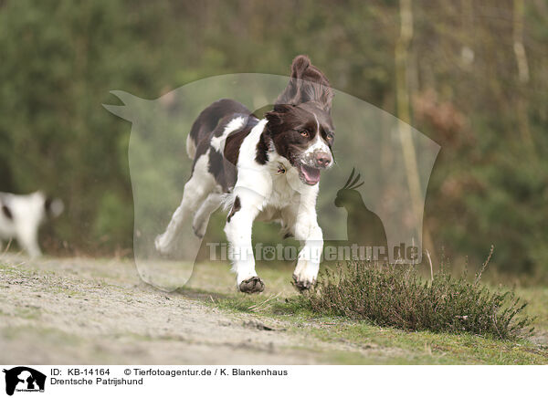 Drentsche Patrijshund / Dutch Partridge Dog / KB-14164