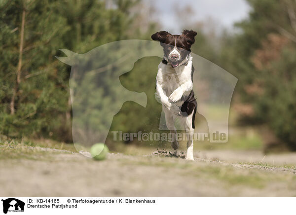 Drentsche Patrijshund / Dutch Partridge Dog / KB-14165