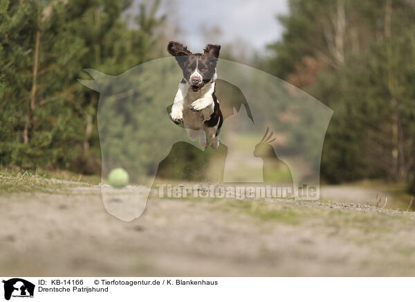 Drentsche Patrijshund / Dutch Partridge Dog / KB-14166