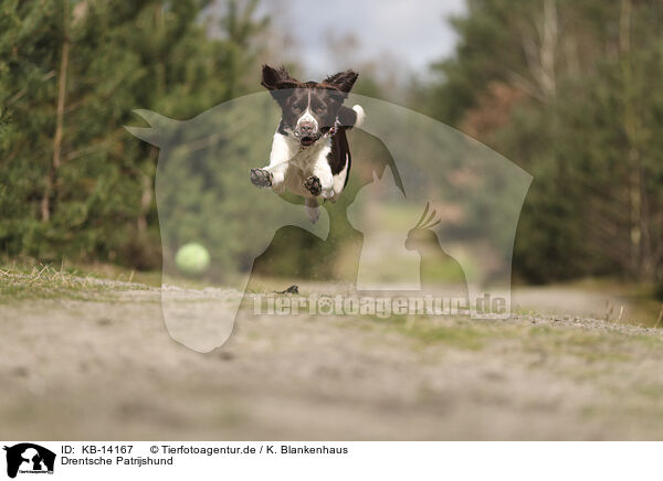 Drentsche Patrijshund / Dutch Partridge Dog / KB-14167